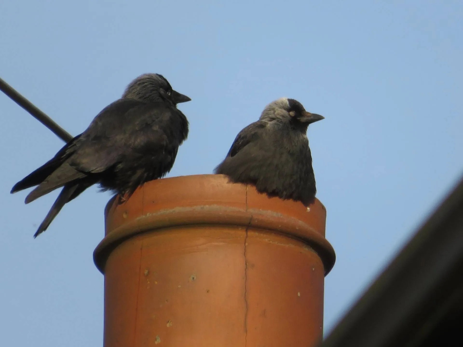 Jackdaw nest inside a chimney flue